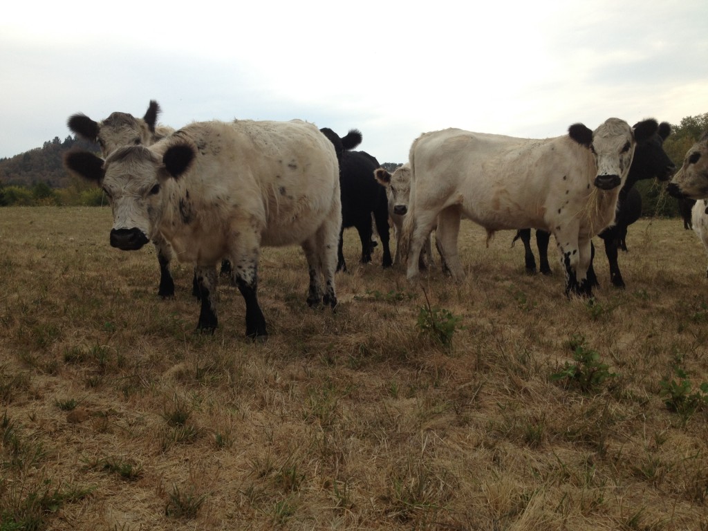 The herd summer 2014