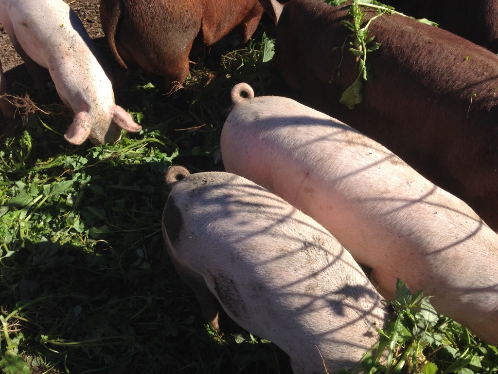 pigs enjoying cabbage leaves